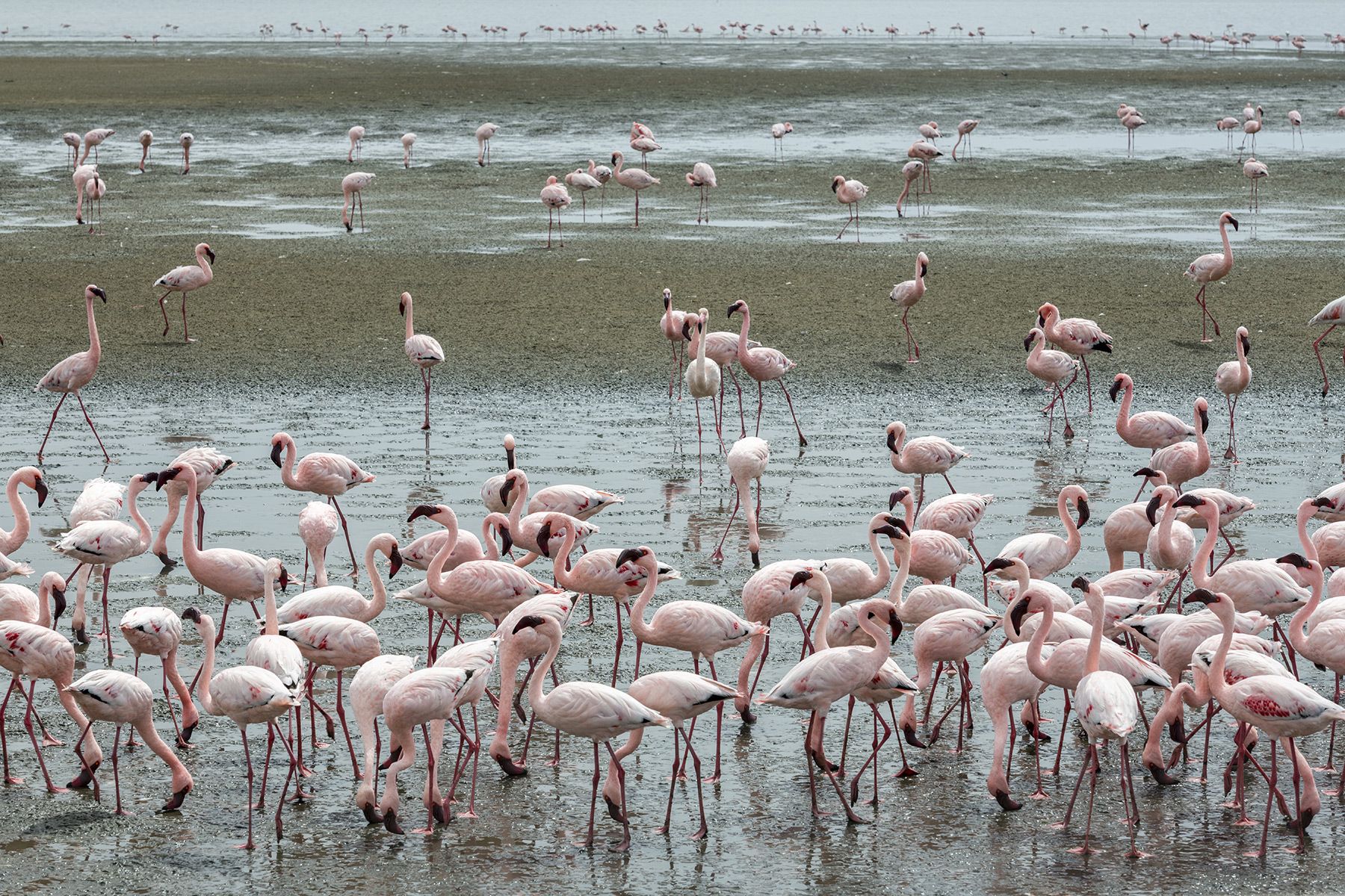 Namibia, Flamingos