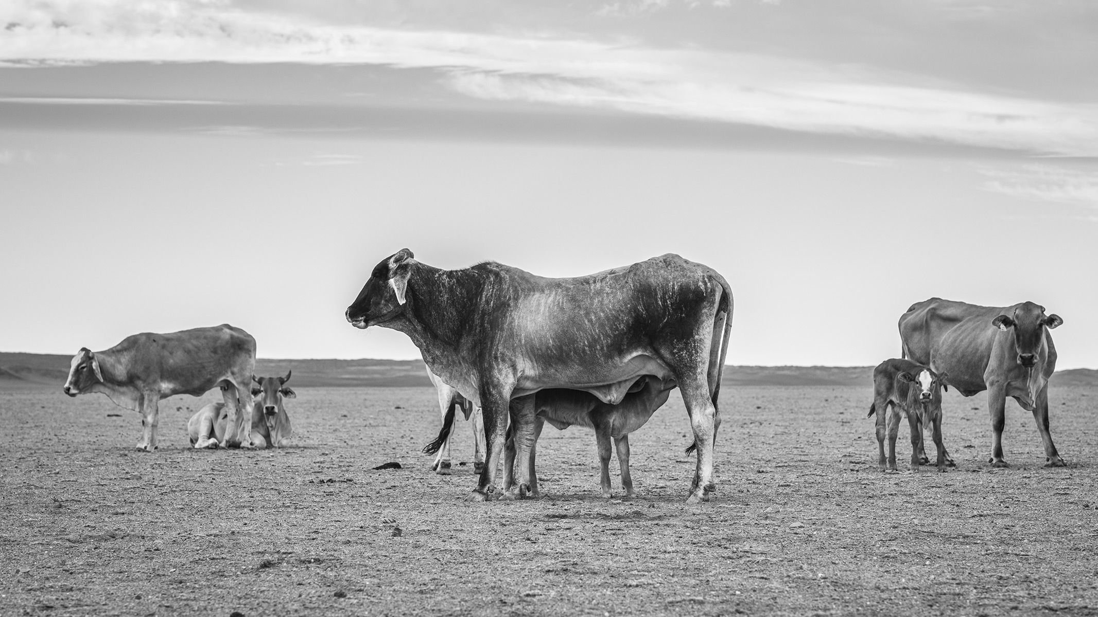 Namibia, Kühe mit Kälbern, schwarzweiss
