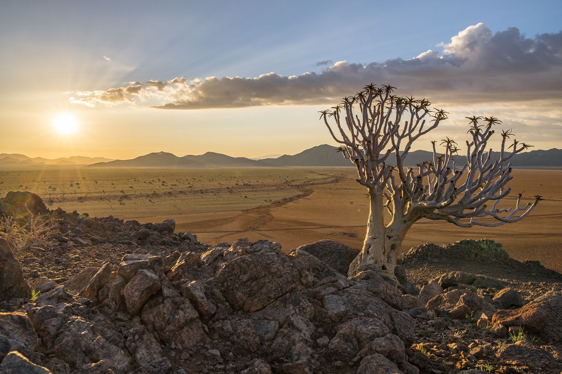 Namibia, Köcherbaum, Tirasgebirge